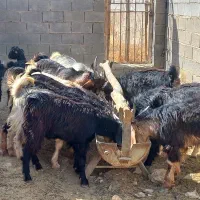 بزداشتی جوان وکهره نروماده برای قصابی