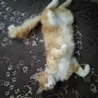 گربه نر گم شده
