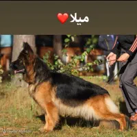 فروش سگ ژرمن شپرد ماده ۶ ماه|سگ|کرمان, |دیوار