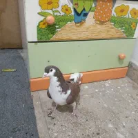 کفتر افغانی