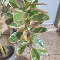 فروش انواع گلهای زینتی واپارتمانی|گل و گیاه طبیعی|اندیمشک, |دیوار