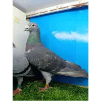 کفتر پلاک ی|پرنده|اهواز, کوی سعدی|دیوار