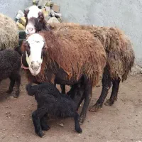 میش بره دار|حیوانات مزرعه|قزوین, |دیوار