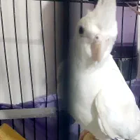 عروس هلندی جفت مولد|پرنده|ارومیه, |دیوار