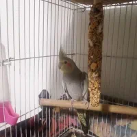 عروس هلندی ماده