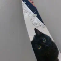 گربه ۷ ماهه خانگی