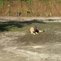 توله سگ سرابی|سگ|تالش, هشتپر|دیوار