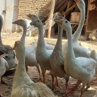 قوغاز چینی و غاز و اردک اسراییلی|حیوانات مزرعه|آزادشهر, |دیوار