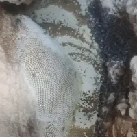 عسل صخره ای به شرط تضمینی|خوردنی و آشامیدنی|فراشبند, |دیوار