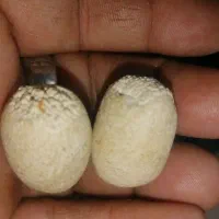 سنگ گبری|جواهرات|اهواز, بهارستان|دیوار