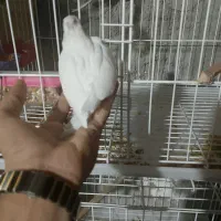 جوجه عروس هلندی و مولد|پرنده|خاش, |دیوار