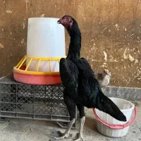 تخم مرغ لاری اوشامو|حیوانات مزرعه|مشهد, شهید بهشتی|دیوار