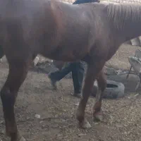 اسب|حیوانات|تربتحیدریه, هاشمینژاد|دیوار