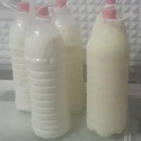 دوغ بز کز دار