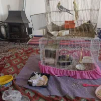 2جفت عروس هلندی بالغ