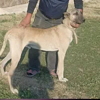 واکذاری سک برای کله ونکهبانی