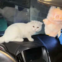 بچه گربه اسکاتیش