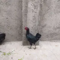 یک عددخروس خالص سیاه چهل تاج