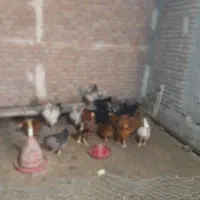 مرغ تخم گزار ۱۵ عدد سالم با غاز هم معاوضه میشه|حیوانات مزرعه|اردبیل, |دیوار