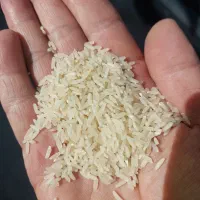 برنج ضیغمی