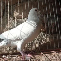 نامبر نر|پرنده|روانسر, |دیوار