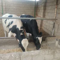 گوساله نر واکسن خارجی و ایرانی دو نوبت تزریق شده|حیوانات مزرعه|راین, |دیوار