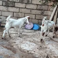 کهره دوقلو افغانی گلابی  بلدرچین گوشتی سلطان آباد