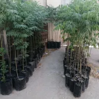 نهال زیتون تلخ غیر مثمر