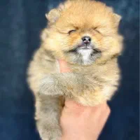 پامر خرسی (بوفیس)