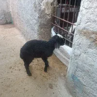 بره شیرمست نرخرج خوار