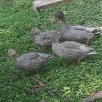 اردک مرغابی|حیوانات مزرعه|رشت, حافظ آباد|دیوار