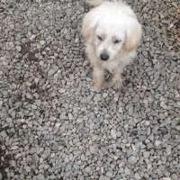 سگ پاکوتاه پشمالو خانگی