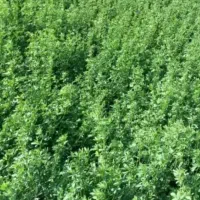 بذریونجه ابی باعمرطولانی