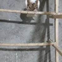 طوقی زرد خال سیاه وخرمای|پرنده|بهار, |دیوار