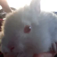 خرگوش سفید چشم شرابی