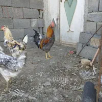 خروس|حیوانات مزرعه|سنندج, |دیوار