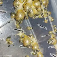 بچع حلزون