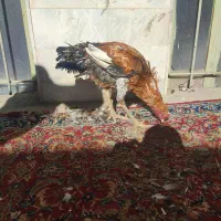 خروس لاری|حیوانات مزرعه|صحنه, |دیوار