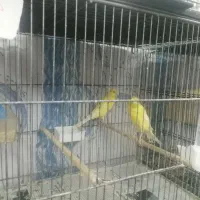 قناری نر بلند