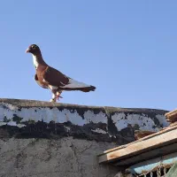 دورگ|پرنده|بندر ماهشهر, |دیوار