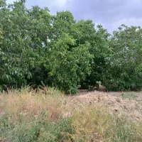 باغ گردو + بادام + دهیم+ خانه و۱۲ ساعت آب