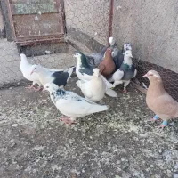 ۱۲تا کفتر صید