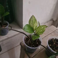 زامفولیا ابلق تایلندی معاوضه با طوطی سانان|گل و گیاه طبیعی|تهران, جوادیه تهرانپارس|دیوار