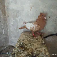 سنه زرد جوان نر