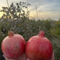 باغچه ۵۰۰متری قابل ساخت