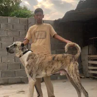 سگ خراسانی