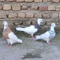 تکپر و رنگی و مسافتی