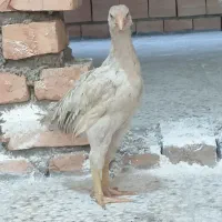 جوجه لاری|حیوانات مزرعه|خان ببین, |دیوار