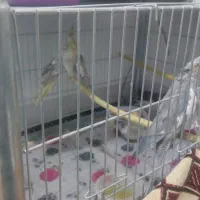 پرنده زینتی|پرنده|نجف‌آباد, گلدشت|دیوار