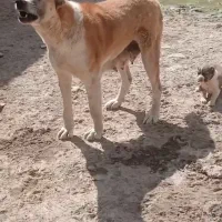 واگذاری معاوضه